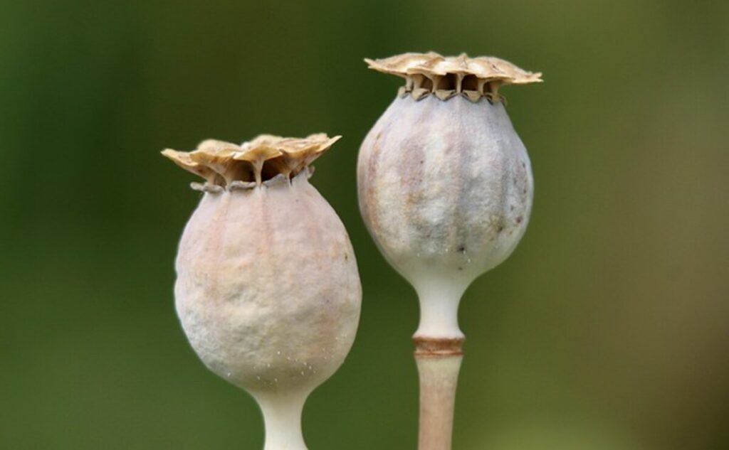 buy dried poppy pods