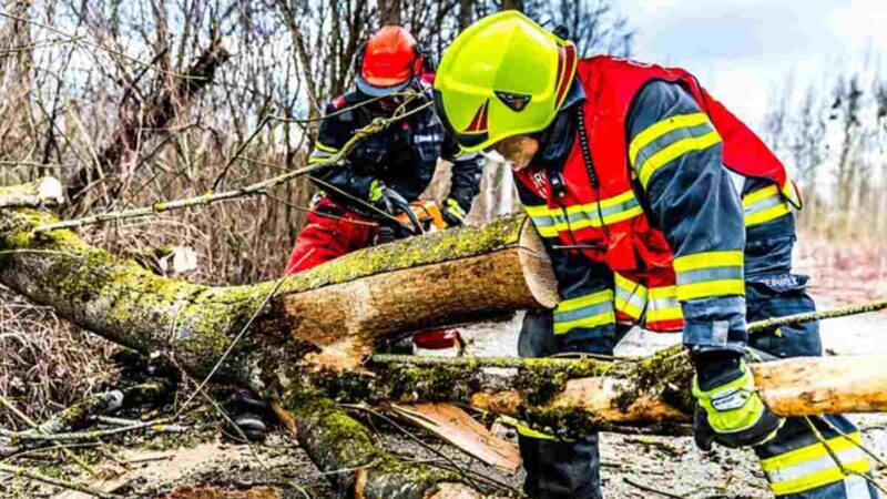 How to Prepare for Tree Removal