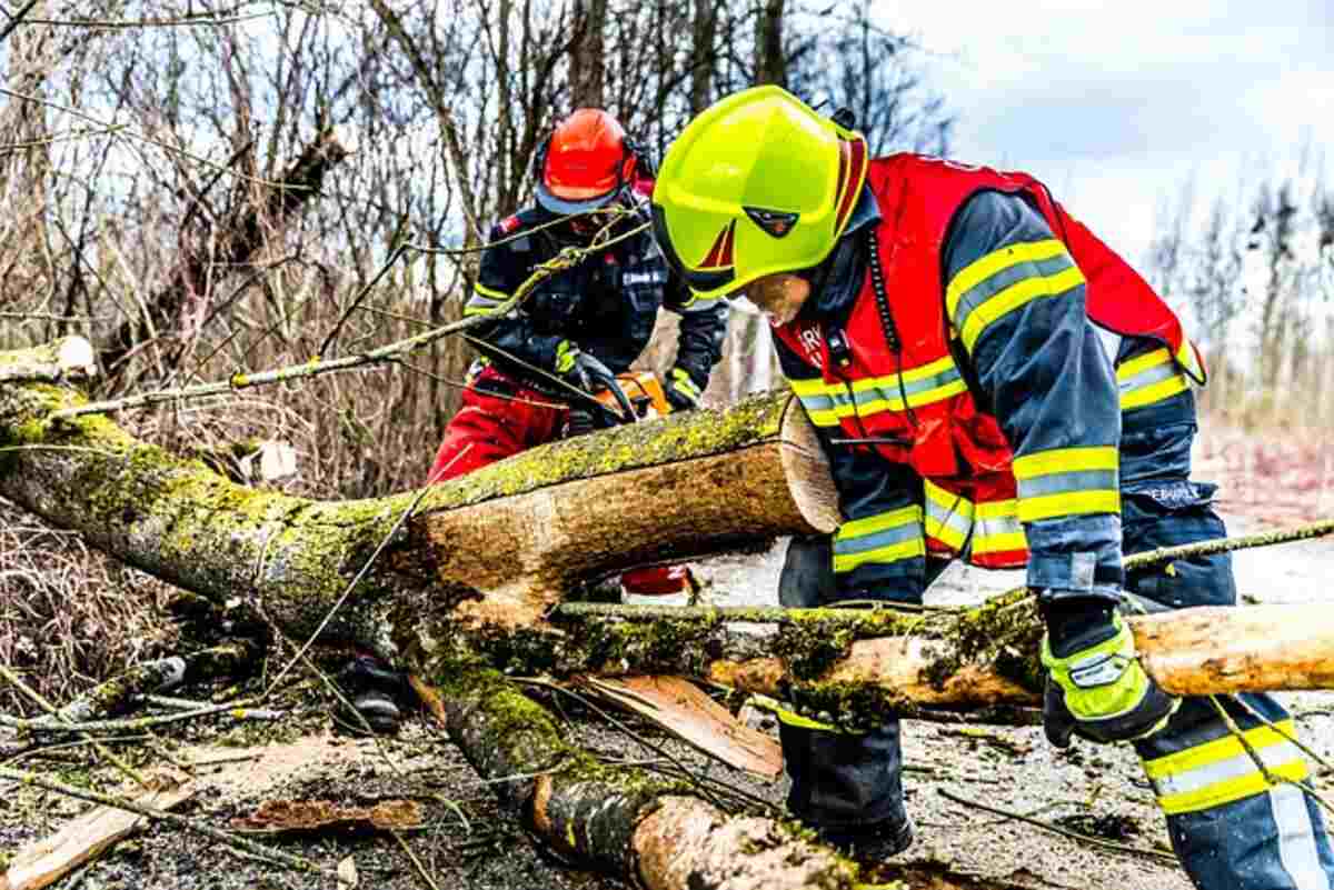 How to Prepare for Tree Removal